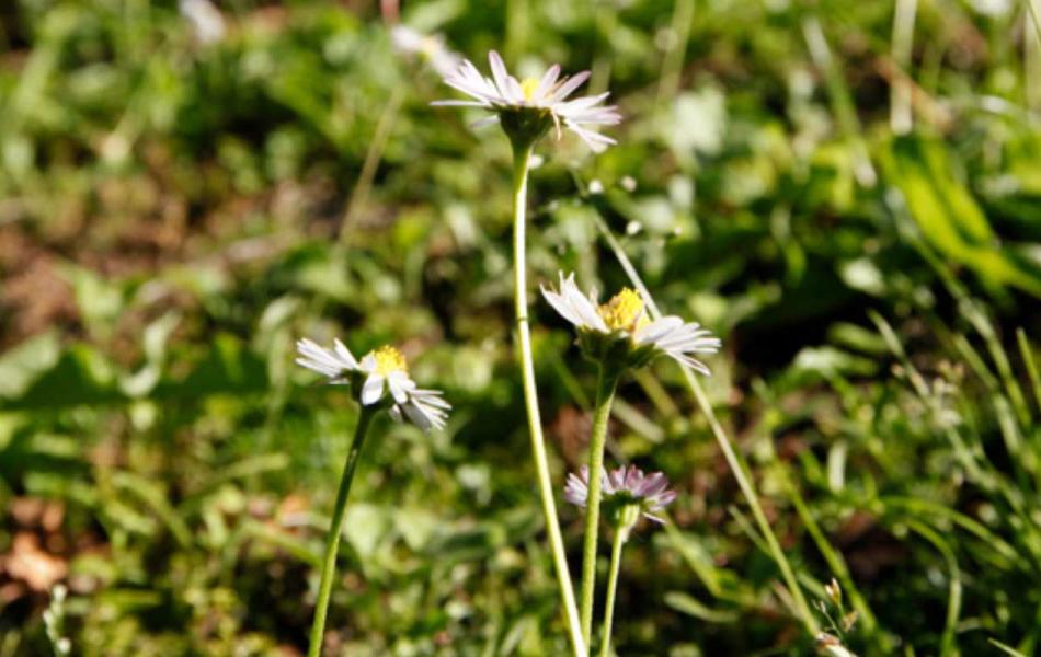 Giardino Alpinia