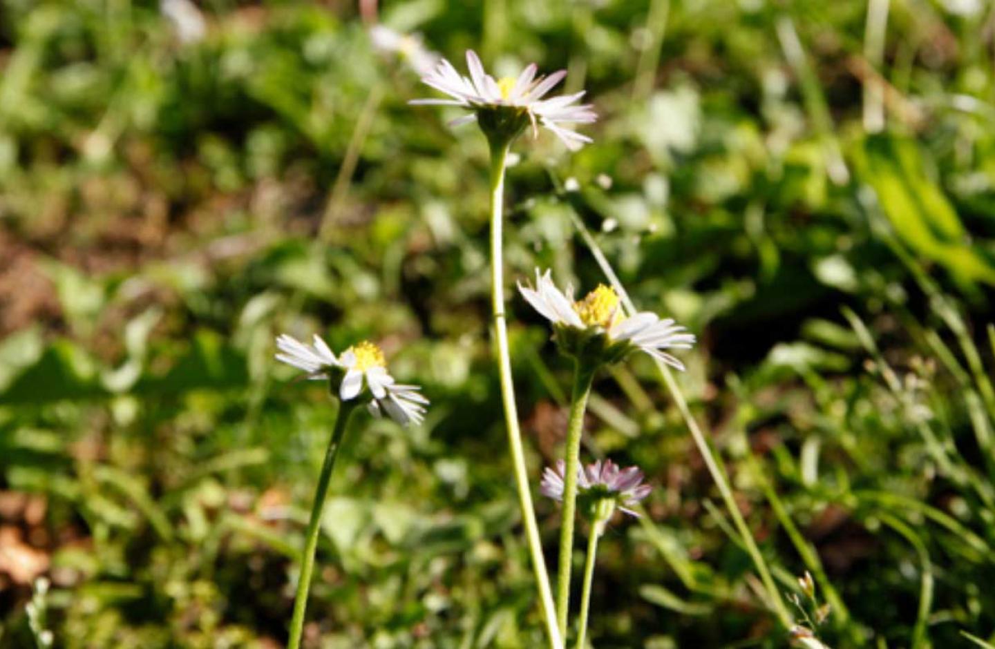 Giardino Alpinia